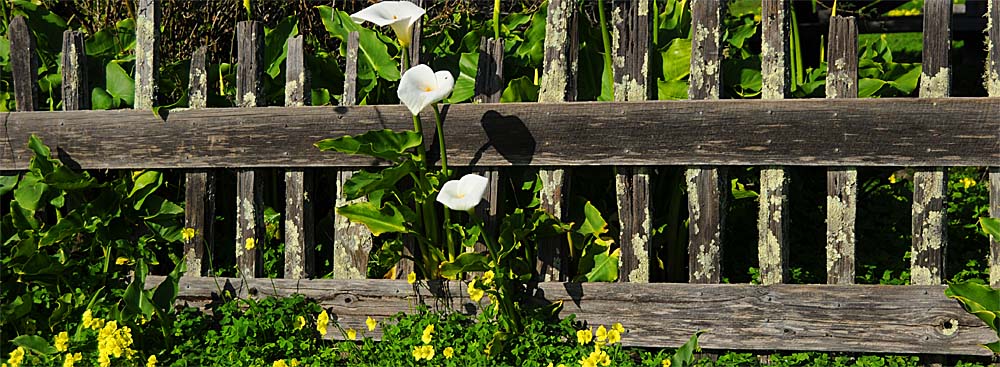  calla lilys and old fence